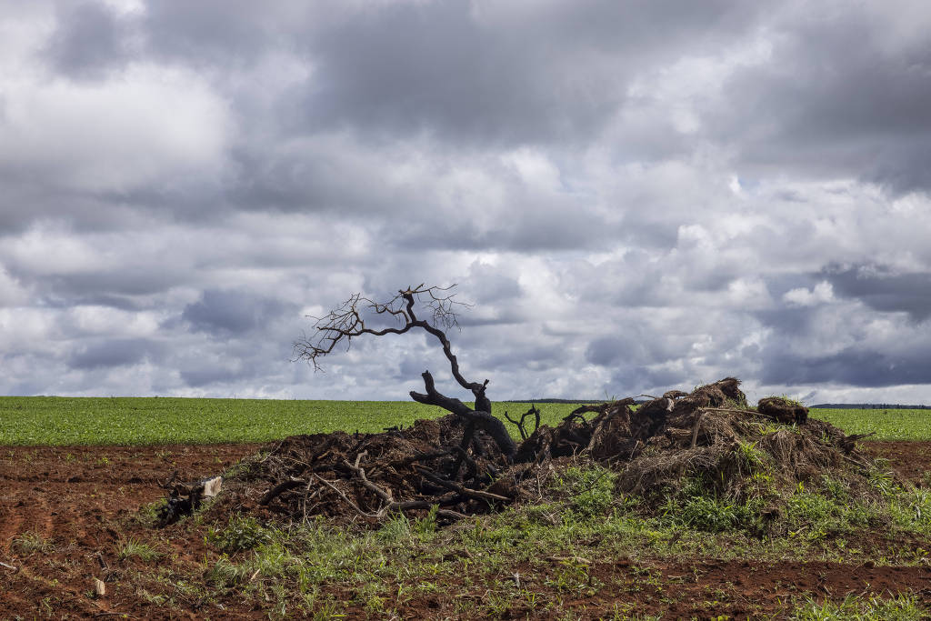 سازمان ملل متحد: بحران آب و هوا، به اقتصاد برزیل خسارات جدی وارد می‌آورد